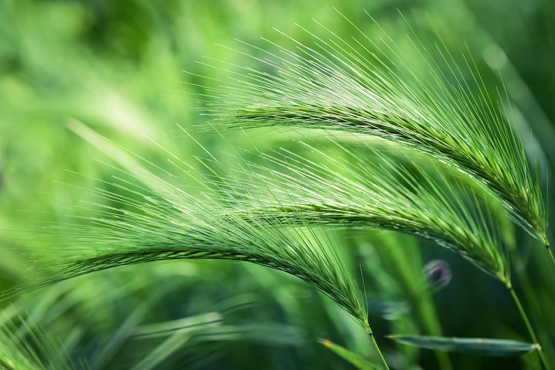 Порошок ростков ячменя