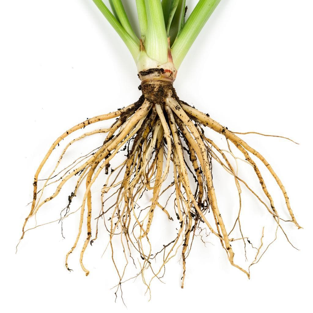 Экстракт цикория