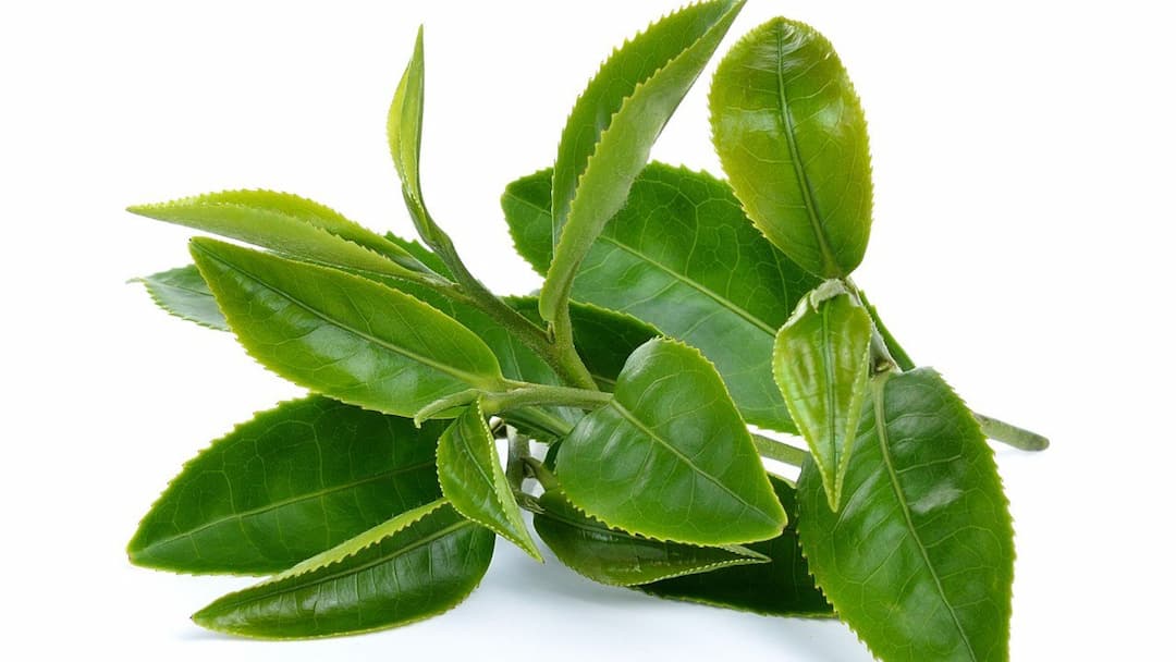 Экстракт листьев зеленого чая