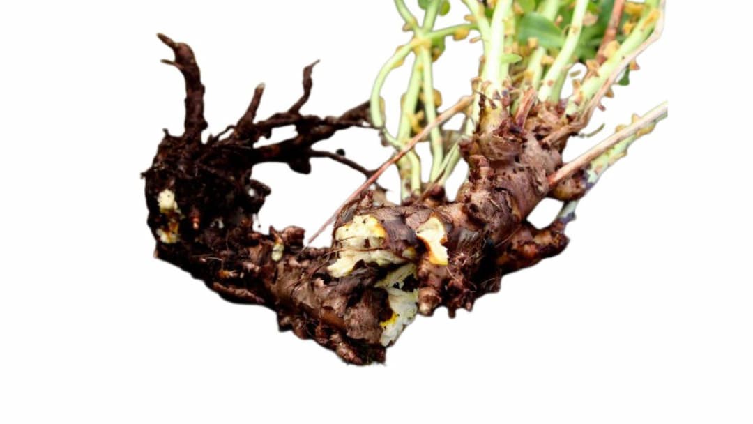 Экстракт корней родиолы розовой