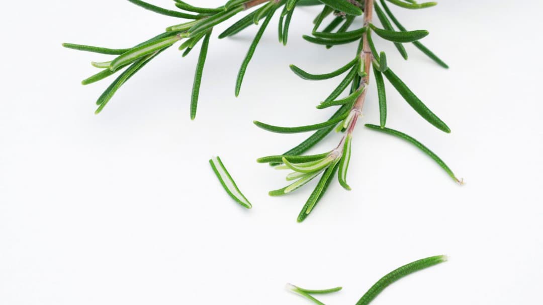 Экстракт листьев розмарина