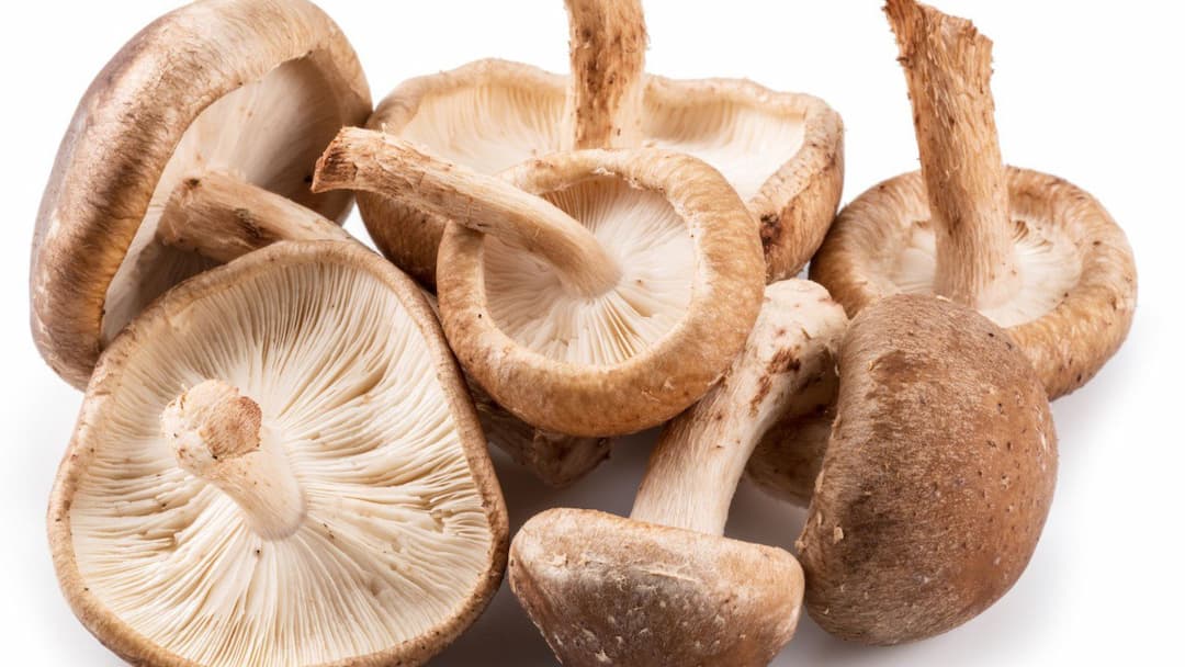 Экстракт шиитаке