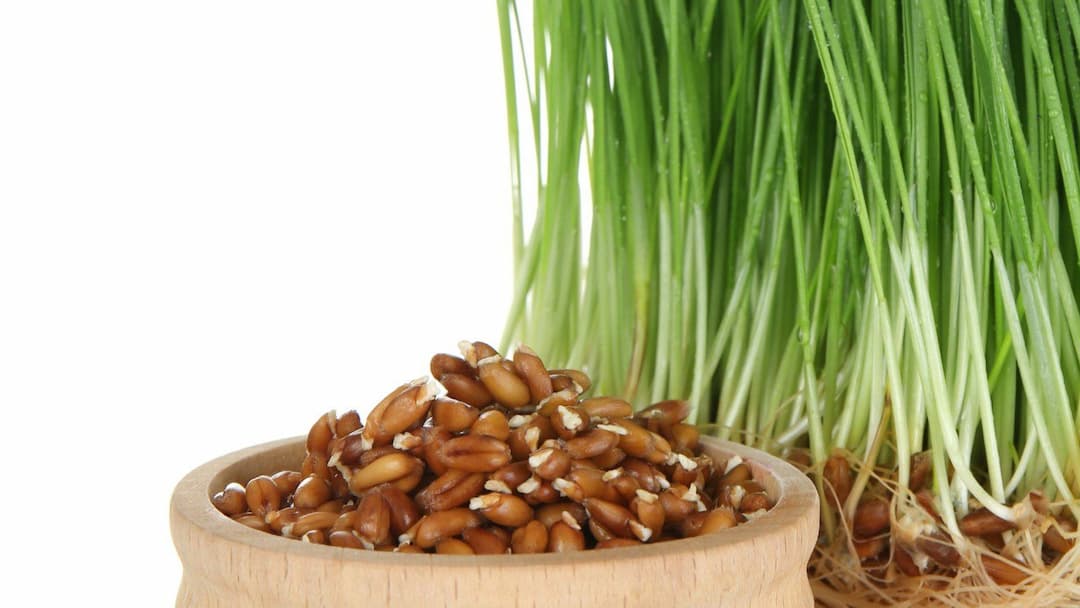 Порошок ростков пшеницы